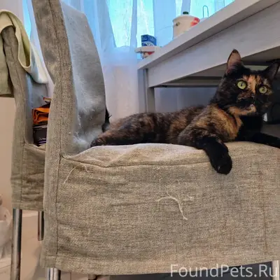 Пропала кошка Соня, деревня Ужесельга