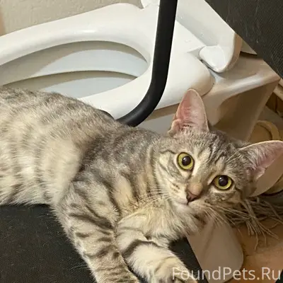 Пропала кошка Дана, 4 мкр автомобилистов
