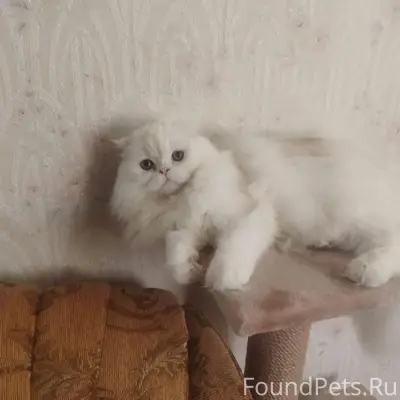 Пропала кошка, ул. Октябрьская, 6