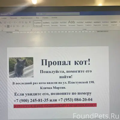 Пропал кот Мартин, улица Пластунская 198/А