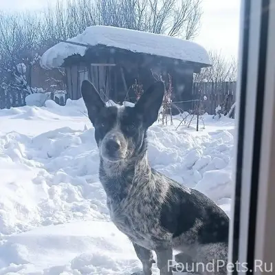 Пропал Сеня, собака с белым пятном на глазу, СНТ 'Учитель'