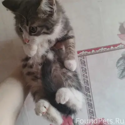 Найдены котята, у заброшенного дома