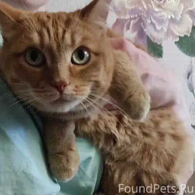 Найден рыжий кот Рыжик, Павловский тр.