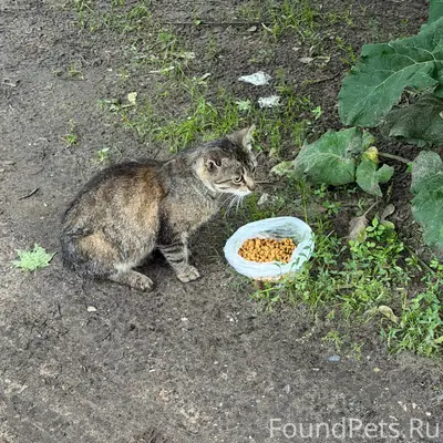 Найден кот, ближнее Заволжье, Шмидта