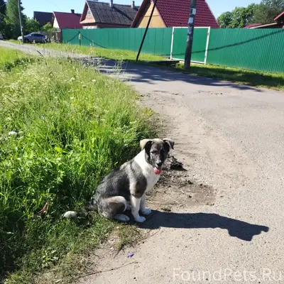 Найденна собака, Новый посёлок