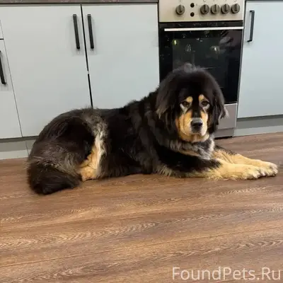 Пропала собака Кейли, д. Клишева