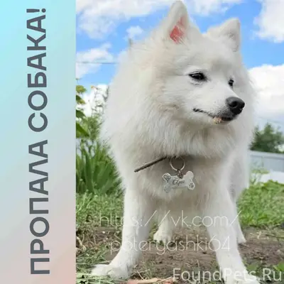 Пропала Японский шпиц Ари, Саратов