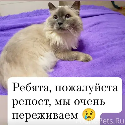 Пропал котик, район Сибирячка, Цимлянская