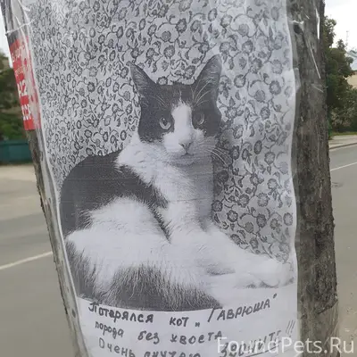 Пропал кот, район ул. Студенческая 61 Б