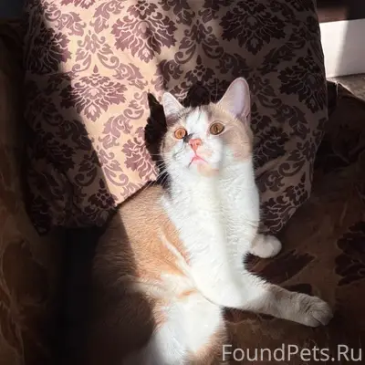 Пропал кот, Яна Фабрициуса 1а
