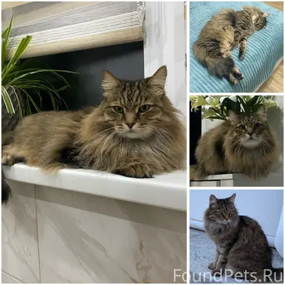 Пропал кот Вася, станица Натухаевская