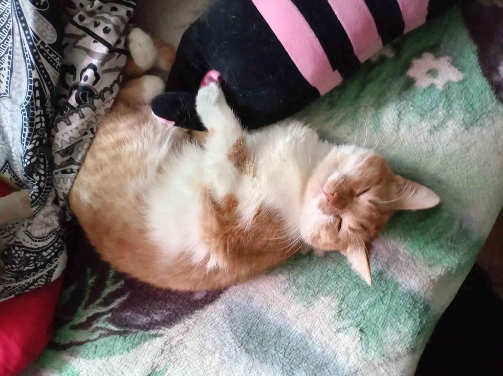 Пропал кот Маффин, Нижний Новгород