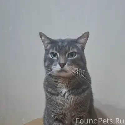 Пропал кот Кося, район дома Ленина, 70/2