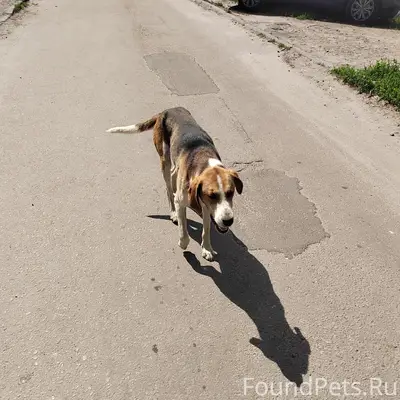 Найден дружелюбный пёс, контактный