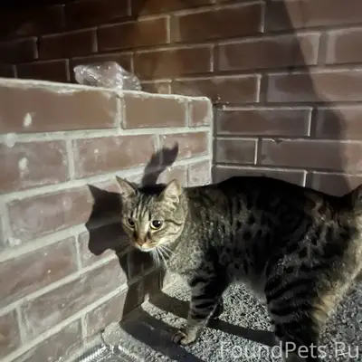 Найдена кошка, район Сибирского молла
