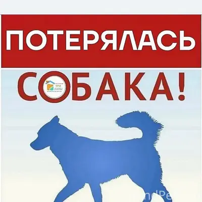 Пропал немецкий шпиц Фил, Ленинградская - Социалистическая