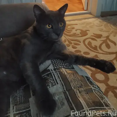 Пропал кот, темного окраса британец