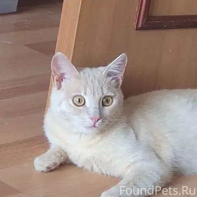 Найден рыжий котик, бывшедомашний