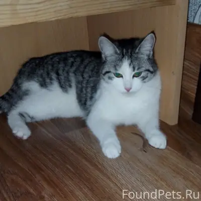 Пропала кошка,