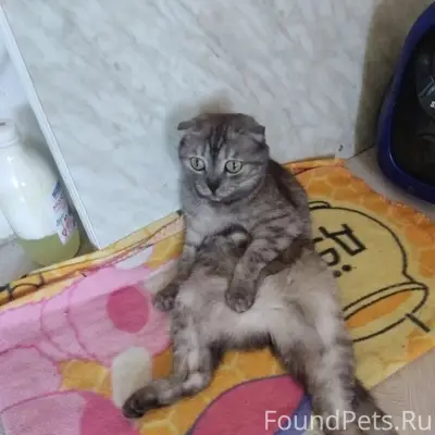 Пропала шотландская вислоухая Мурка, Дюртюли