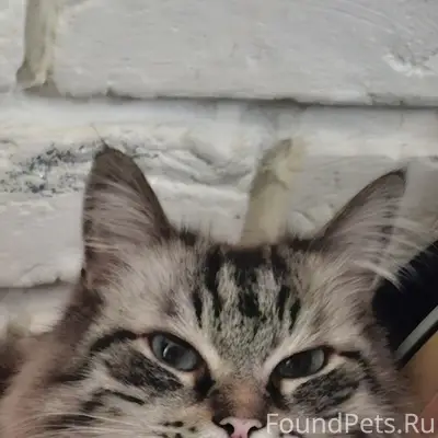 Пропал кот Каспер/Кася, Ильинка
