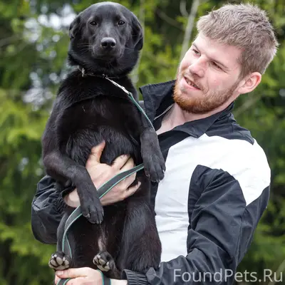 Найден метис Люси, Петрозаводск