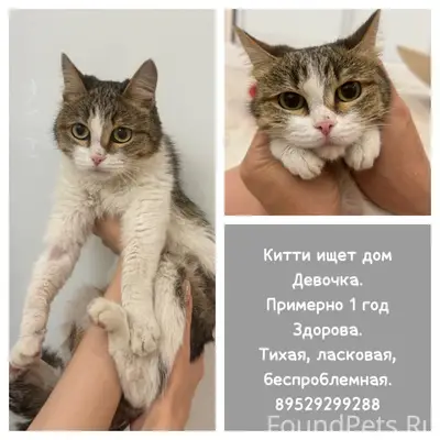 Найдена кошка, склад