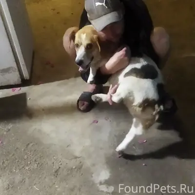 Пропала собака Вжик