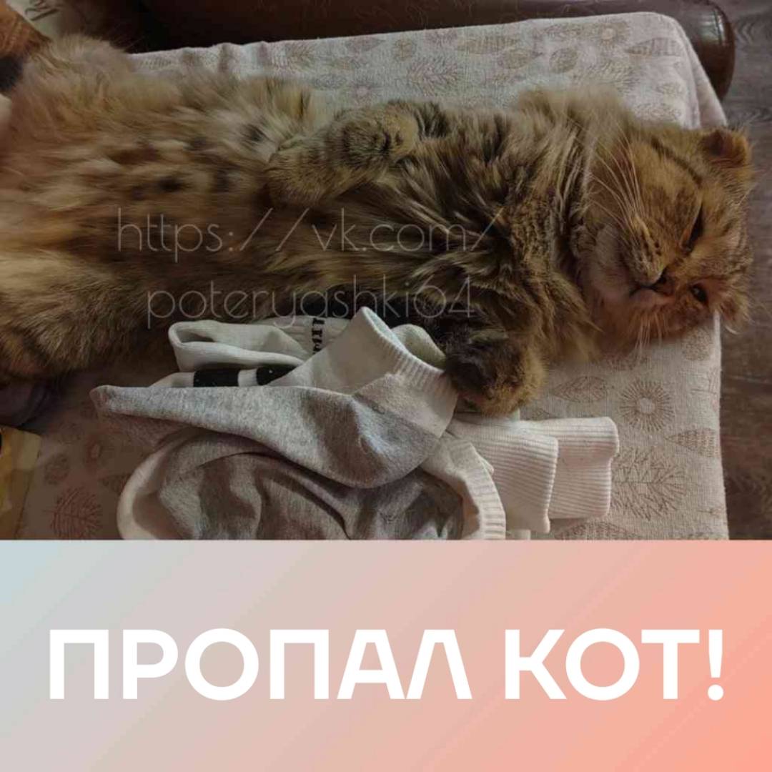 Пропал вислоухий кот, Саратов, Кировский район