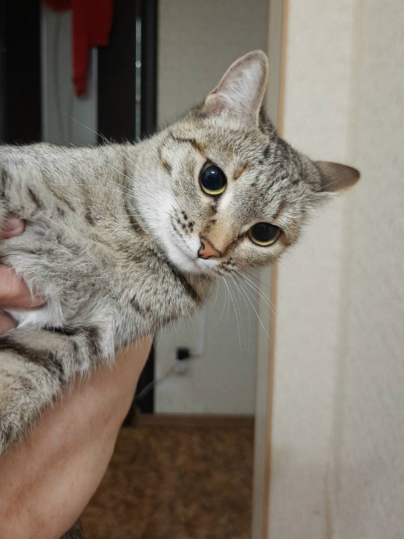 Найдена молодая домашняя кошка, ищем дом