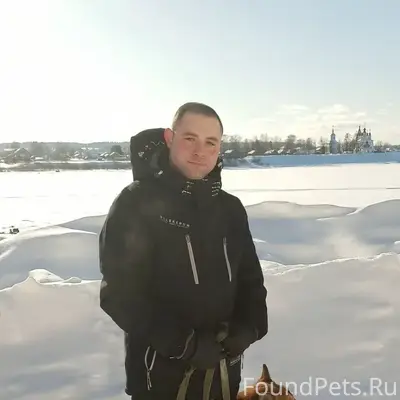 Пропал пёс Анхель, г. Великий Устюг