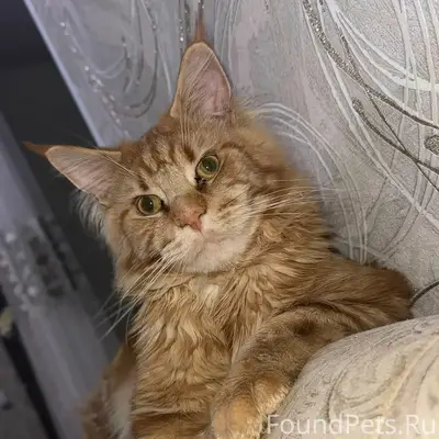 Пропал кот, 