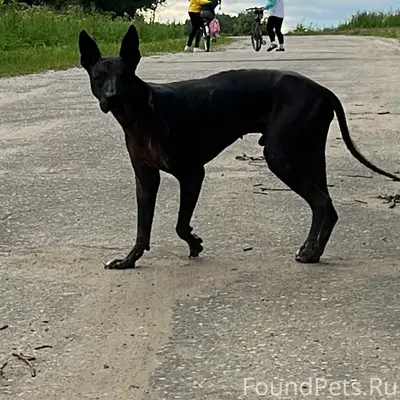 Пропал Ксолоитцкуинтли, Харино
