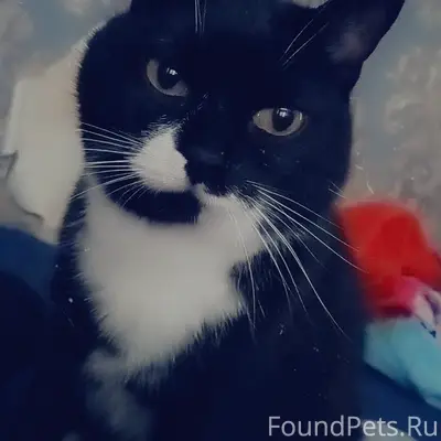 Пропал кот, 5 микрорайон