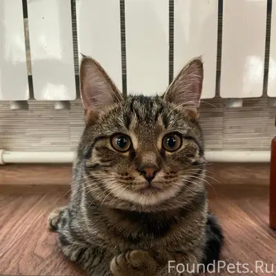 Пропал кот, с. Велижаны