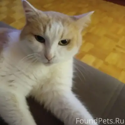 Потерялся кот