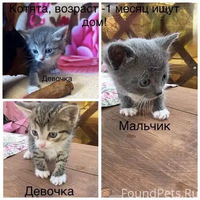 Найдены котята, город