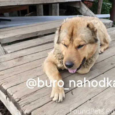 Найдена собака, Кемский посёлок