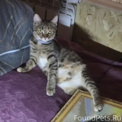 Пропала кошка, гаражный кооператив Энергетик 2