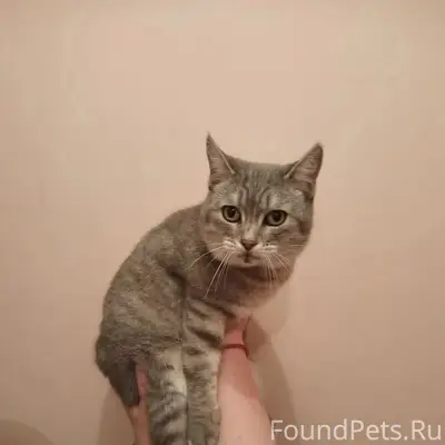 Найдена кошка, Малышково