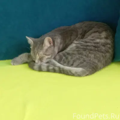 Пропала кошка, Амирова дом 5