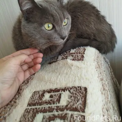 Найден серый британец, район Дианова