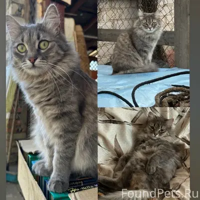Пропала кошка Мася, Мценск