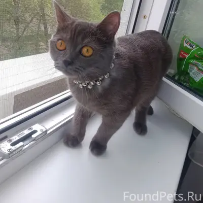 Пропала кошка, район Дзержинского д 1