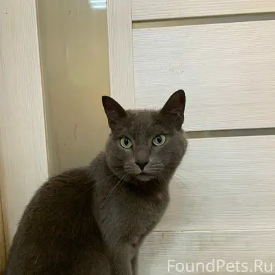 Найден кот, возможно потерянный