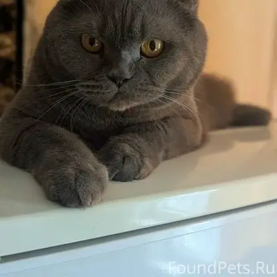 Пропал кот Симба