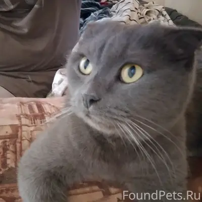 Найден вислоухий кот, Климовск