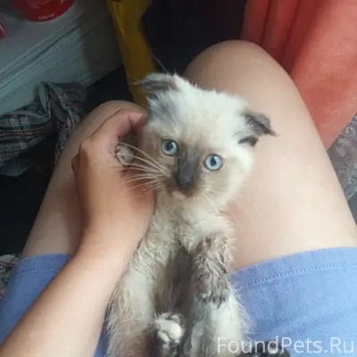 Найден котёнок-девочка, Коркино