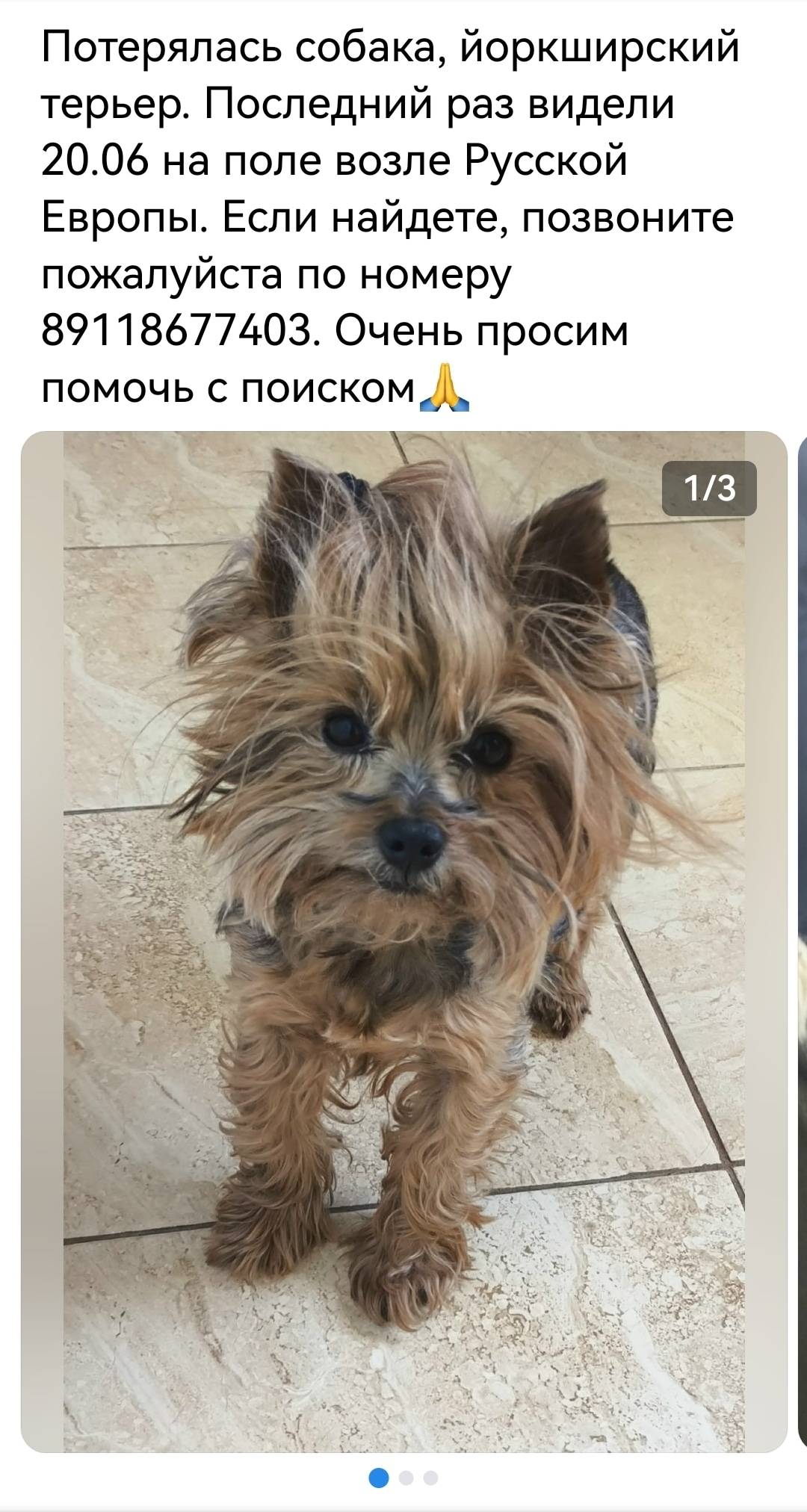 Пропала собака Белла
