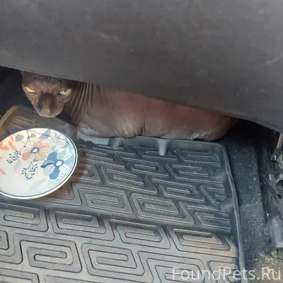 Найдена кошка сфинкс, около Каре